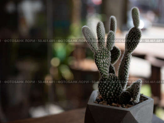  Cactus trees in pots,selective focus. Стоковое фото, агентство Ingram Publishing / Фотобанк Лори