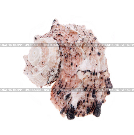  conch isolated on white. Стоковое фото, агентство Ingram Publishing / Фотобанк Лори