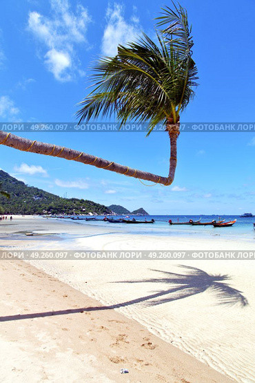  in  kho tao thailand bay asia isle   beach    rocks pirogue palm and south china sea . Стоковое фото, агентство Ingram Publishing / Фотобанк Лори