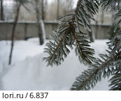 Ветка ели в инее. Стоковое фото, фотограф Минакова Татьяна / Фотобанк Лори