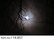 Луна сквозь ветки. Стоковое фото, фотограф Охотникова Екатерина *Фототуристы* / Фотобанк Лори
