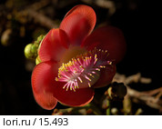 Couroupita guianensis, Cannon Ball Tree, Курупита гвианская, Пушечное дерево. Экзотический цветок. Стоковое фото, фотограф Eleanor Wilks / Фотобанк Лори