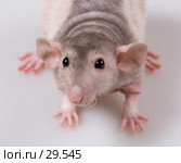 А вот и я! Стоковое фото, фотограф Ирина Терентьева / Фотобанк Лори