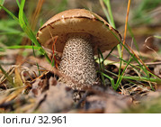 Гриб подберезовик. Стоковое фото, фотограф Павел Преснов / Фотобанк Лори