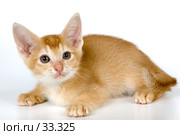 Котёнок абиссинской породы. Стоковое фото, фотограф Vladimir Suponev / Фотобанк Лори