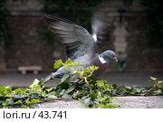 Взлетающий голубь. Стоковое фото, фотограф Юлия Кузнецова / Фотобанк Лори