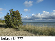 Рябина на берегу моря. Стоковое фото, фотограф Игорь Соколов / Фотобанк Лори