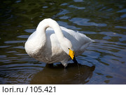 Малый лебедь. Стоковое фото, фотограф Argument / Фотобанк Лори