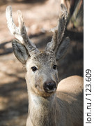Косуля. Roe. Стоковое фото, фотограф Коваль Василий / Фотобанк Лори