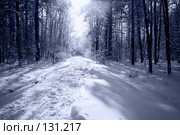 Синий зимний лес. Winter forest. Стоковое фото, фотограф Коваль Василий / Фотобанк Лори