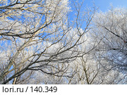 Кроны деревьев,покрытые инеем. Стоковое фото, фотограф Круглов Олег / Фотобанк Лори
