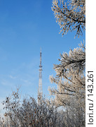 Телевышка -вид из зимнего парка. Стоковое фото, фотограф Круглов Олег / Фотобанк Лори
