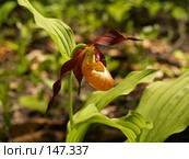Орхидея в Приморской тайге. Венерин башмачок настоящий (лат. Cypripedium calceolus) Стоковое фото, фотограф Олег Рубик / Фотобанк Лори