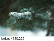 Первый снег. Стоковое фото, фотограф Ерин Илья / Фотобанк Лори