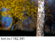 Ствол березы на желтом фоне листьев. Стоковое фото, фотограф Ерин Илья / Фотобанк Лори