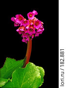 Бадан, Bergenia Red Star. Стоковое фото, фотограф Анатолий Теребенин / Фотобанк Лори
