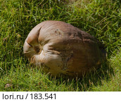 Большой кокос в траве. The big coco in a grass. Стоковое фото, фотограф Парушин Евгений / Фотобанк Лори