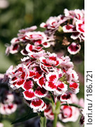 Пышное соцветие турецкой гвоздики. Бородатая. Крупный план.  ( Dianthus barbatus ) Стоковое фото, фотограф Сергей Лешков / Фотобанк Лори