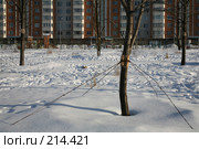 Защита молодых деревьев от порывов ветра. Стоковое фото, фотограф Игорь Веснинов / Фотобанк Лори