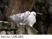 Филин и сова. Стоковое фото, фотограф Карасева Екатерина Олеговна / Фотобанк Лори