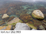 Колония водорослей. Стоковое фото, фотограф Артем Ефимов / Фотобанк Лори