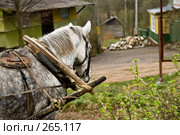 Тише едешь... весна в дачном поселке. Стоковое фото, фотограф Светлана Кучинская / Фотобанк Лори
