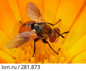 Муха тахина (Tachinidae) Стоковое фото, фотограф Игорь Семенов / Фотобанк Лори