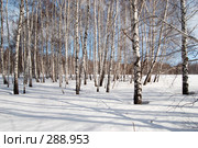 Весна в лесу. Стоковое фото, фотограф Селигеев Андрей Иванович / Фотобанк Лори