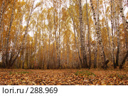 Золотая осень в Сибири. Стоковое фото, фотограф Селигеев Андрей Иванович / Фотобанк Лори