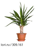 Юкка (Yucca) Стоковое фото, фотограф Артем Ефимов / Фотобанк Лори