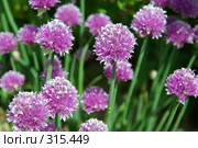 Лук-батун - Allium fistulosus L. Семейство Луковые - Alliaceae. Стоковое фото, фотограф ZitsArt / Фотобанк Лори