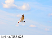 Чайка в небе. Стоковое фото, фотограф Валентин Мосичев / Фотобанк Лори