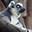 Лемур. Lemur. Стоковое фото, фотограф Ирина Иглина / Фотобанк Лори