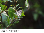 Пестроглазка Галатея (Melanargia galathea) Стоковое фото, фотограф Sergey Toronto / Фотобанк Лори