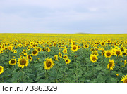Поле подсолнухов. Стоковое фото, фотограф Александр Катайцев / Фотобанк Лори