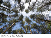 Хвойный лес. Стоковое фото, фотограф Вадим Пономаренко / Фотобанк Лори