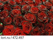 Черные розы. Стоковое фото, фотограф Александр Тихонов / Фотобанк Лори