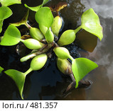 ВОДЯНОЙ ГИАЦИНТ (EICHORNIA) сем. Понтедериевые. Стоковое фото, фотограф Заноза-Ру / Фотобанк Лори