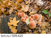 Гриб опёнок кирпично-красный ложный. Hypboloma sublateritium. Стоковое фото, фотограф Федор Королевский / Фотобанк Лори