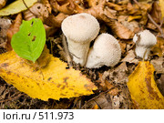 Гриб дождевик жемчужный. Lycoperdon perlatum Pers. Стоковое фото, фотограф Федор Королевский / Фотобанк Лори