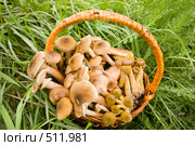 Грибы опята осенние, настоящие.Трихоломовые или рядовковые. Armillaria mellea. L. Стоковое фото, фотограф Федор Королевский / Фотобанк Лори