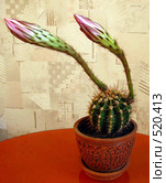 Бутоны кактуса Echinopsis hybr. Стоковое фото, фотограф Галина Хорошман / Фотобанк Лори