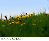 Трава и небо. Стоковое фото, фотограф Кириллов Евгений Федорович / Фотобанк Лори