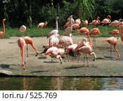 Розовые фламинго (2008 год). Стоковое фото, фотограф Светлана Кудрина / Фотобанк Лори