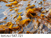 Фон из морской капусты. Стоковое фото, фотограф Анатолий Никитин / Фотобанк Лори
