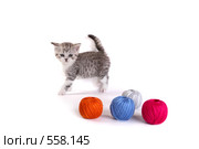 Котенок играет. Стоковое фото, фотограф Cветлана Гладкова / Фотобанк Лори