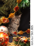 Котенок с новогодними украшениями. Стоковое фото, фотограф Анна Игонина / Фотобанк Лори