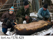 Мужчины опаливают свинью. Стоковое фото, фотограф Ирина Солошенко / Фотобанк Лори