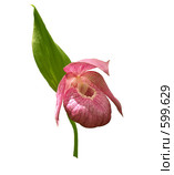 Венерин башмачок крупноцветковый (лат. Cypripedium macranthon) изолированно. Стоковое фото, фотограф Олег Рубик / Фотобанк Лори