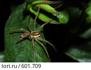 Dolomedes fimbriatus - Охотник каёмчатый. Они кусачие! Стоковое фото, фотограф Александр Савушкин / Фотобанк Лори
